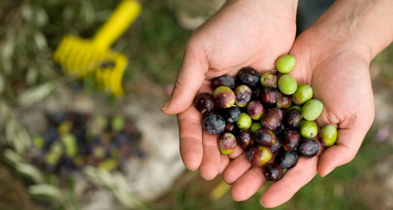 Olives and Olive Oil from Korčula – Tradition, Flavor, and Premium Quality